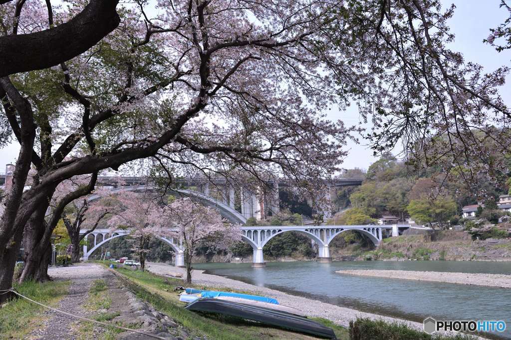 相模川の春