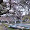 相模川の春
