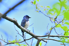 幸せの青い鳥