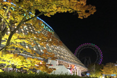 東京ドーム 紅葉ライトアップ