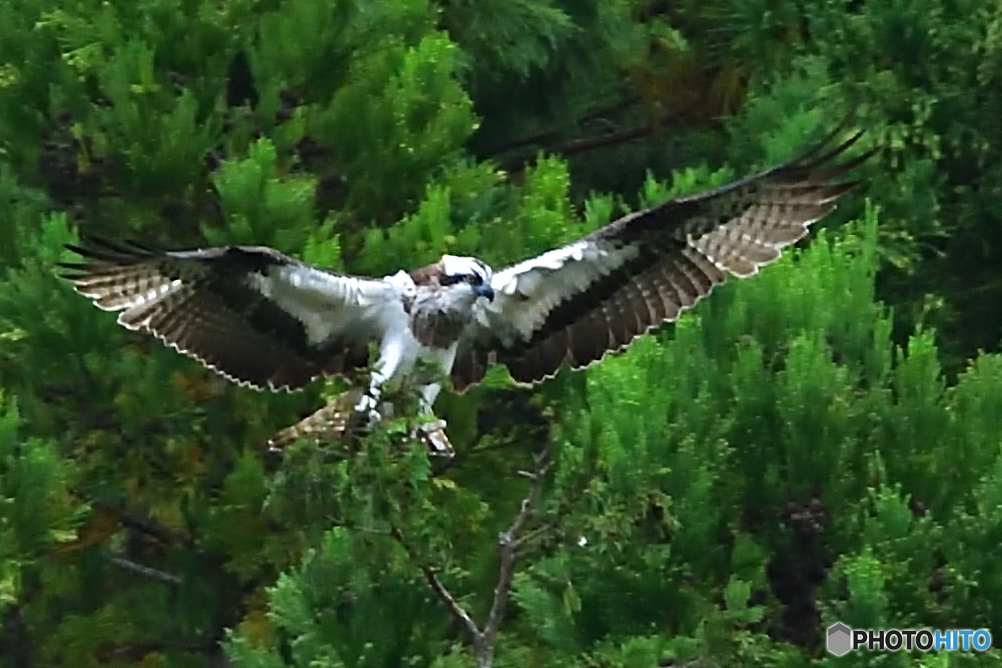 この樹のてっぺんに！