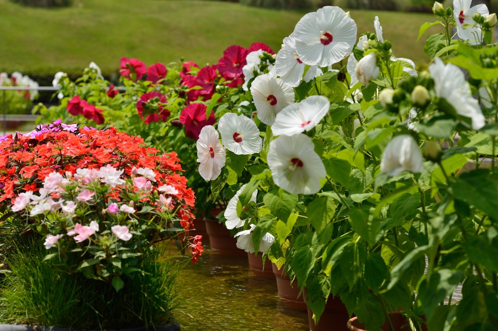 芙蓉の花も行水！