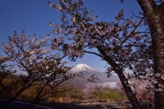 ”桜見たさに”