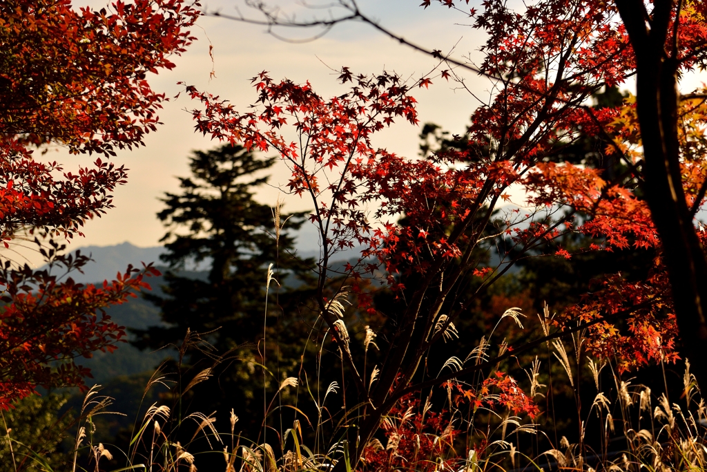 高尾山も秋色に！