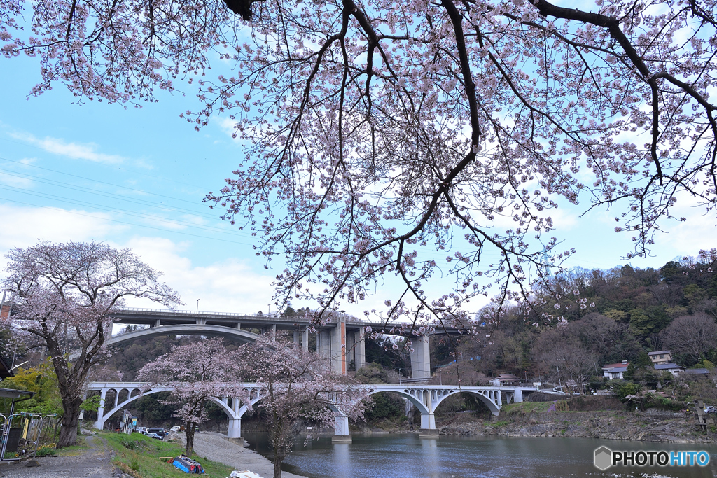 春の彼岸にもう満開