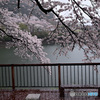 無情の雨