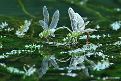 ゴチャ水草にギンヤンマ