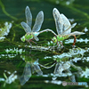 ゴチャ水草にギンヤンマ