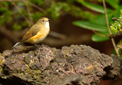 野鳥も紅葉！？