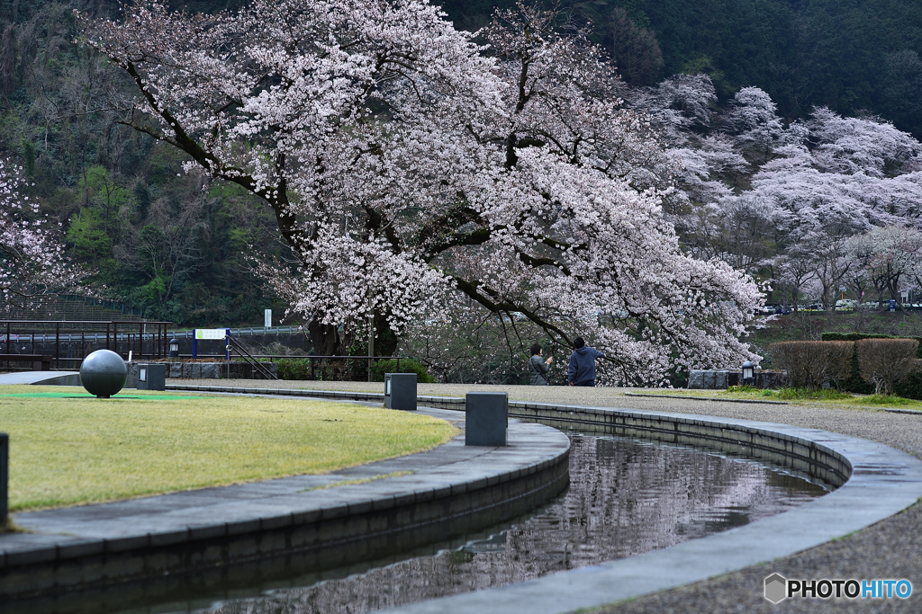 降り注ぐ大樹桜