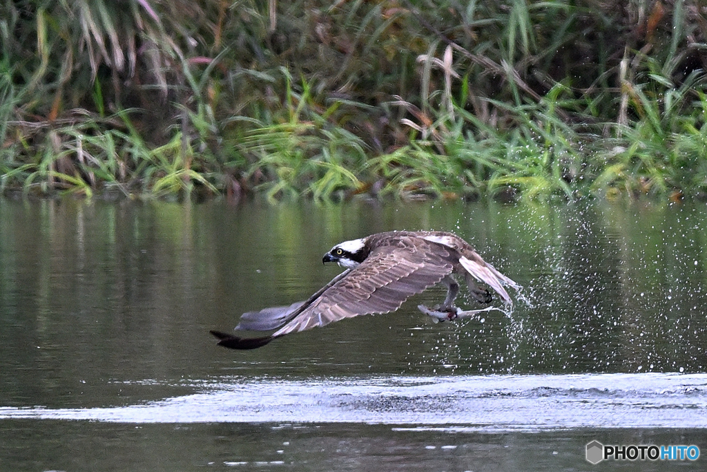 魚を捕らえ離水Ⅱ