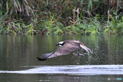 魚を捕らえ離水Ⅱ 魚を捕らえ離水Ⅱ