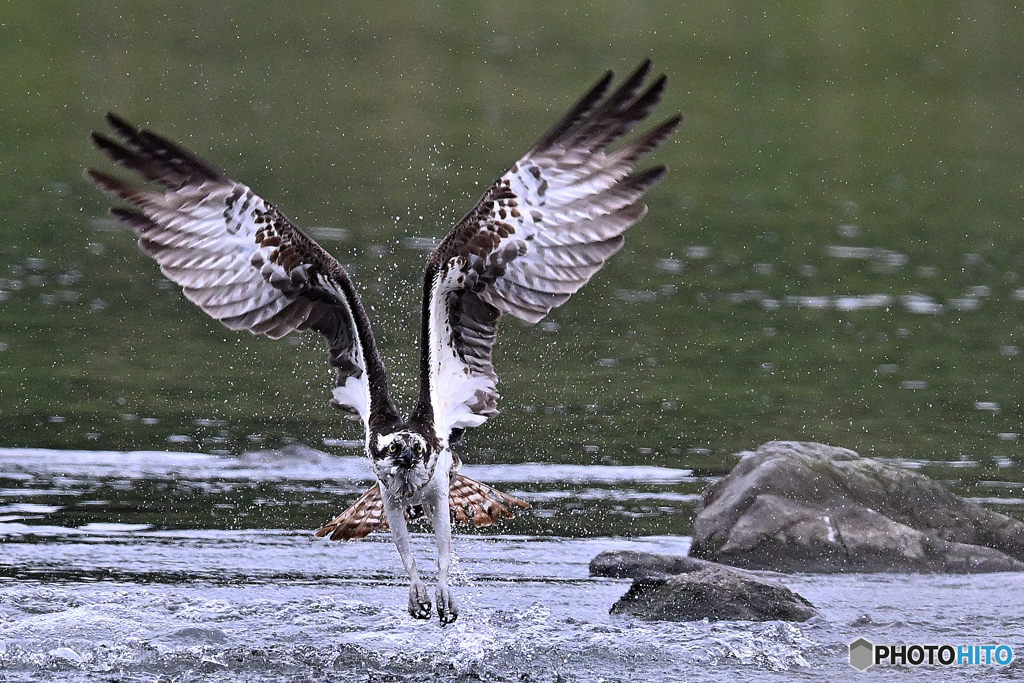 捕獲に失敗したミサゴ
