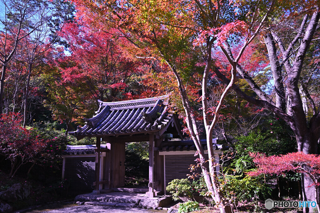 御門を飾る紅葉