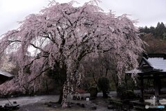 雨に枝垂れる寺院の桜