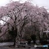 雨に枝垂れる寺院の桜
