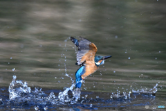 魚がいないんだよね！