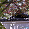 初々しい紅葉と映る白壁