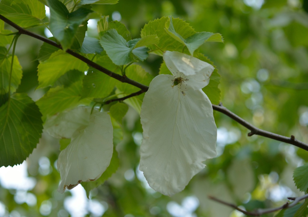 ”ハンカチの木”