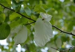 ”ハンカチの木”