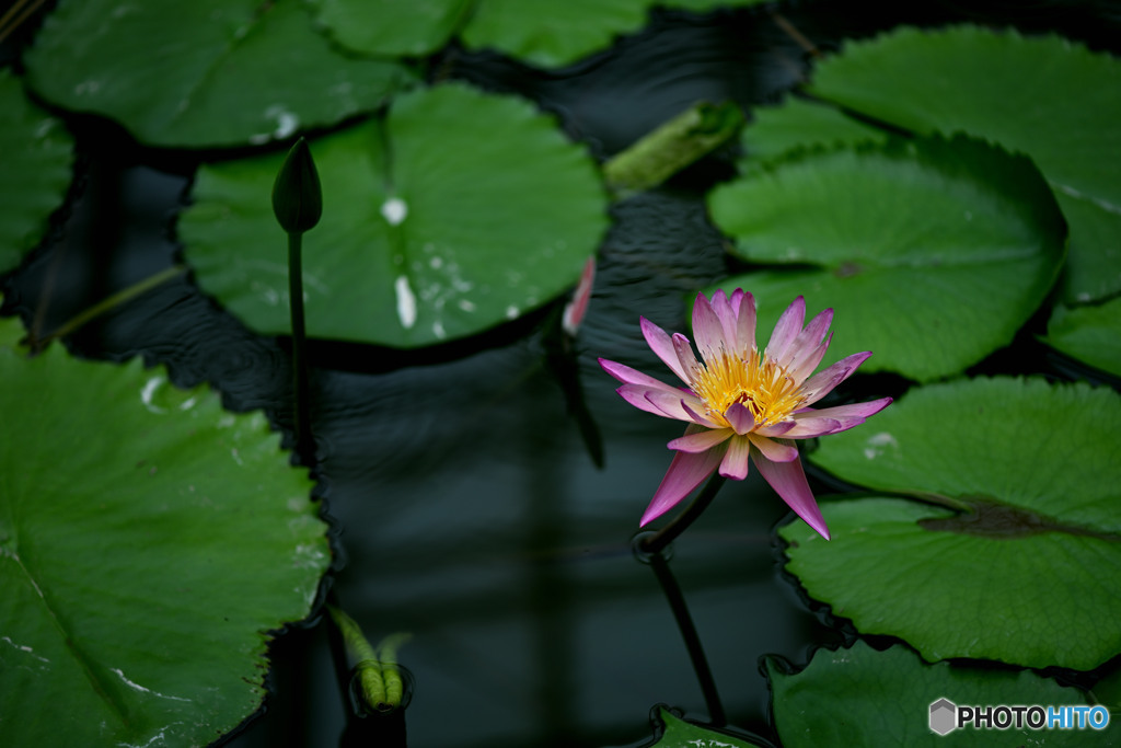 緑に愛しまれ開花