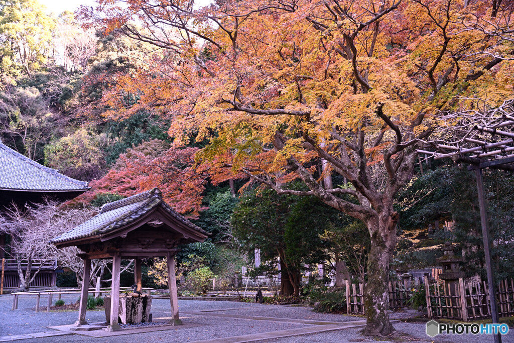 まだまだ見頃な妙本寺