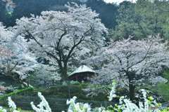 見えないけど桜吹雪