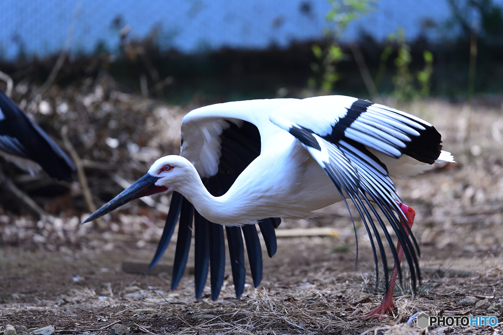 幸せを運ぶ鳥