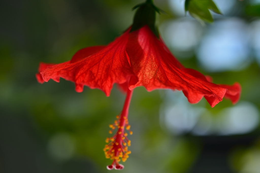 ”　天使の誘惑　”