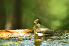 幼鳥の水浴