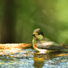 幼鳥の水浴