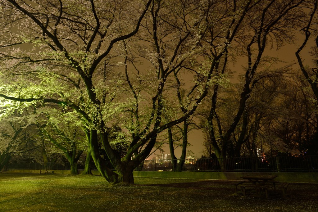 ～霧雨の夜桜～