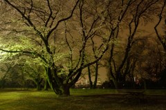 ～霧雨の夜桜～