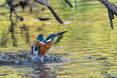 黄金水から離水