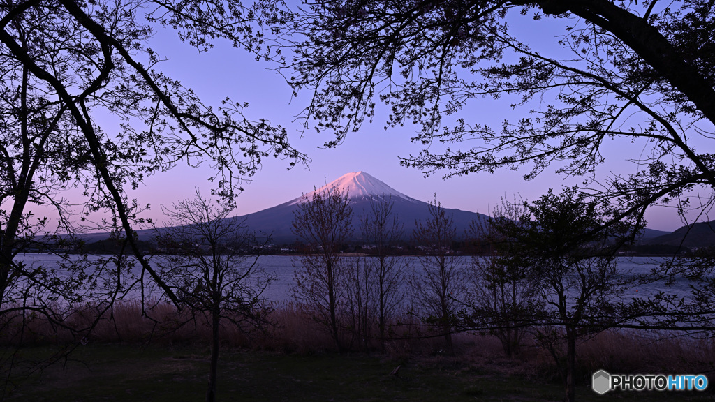 朝日に煌めく雪原と葉桜