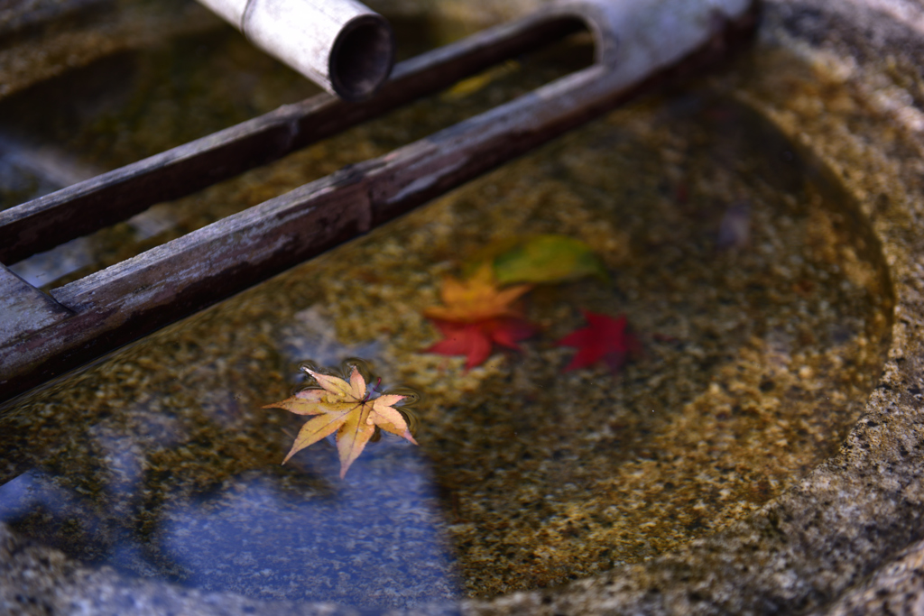 水盤にも秋