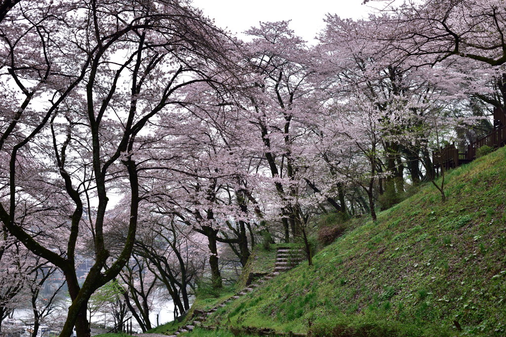 小雨の城址公園