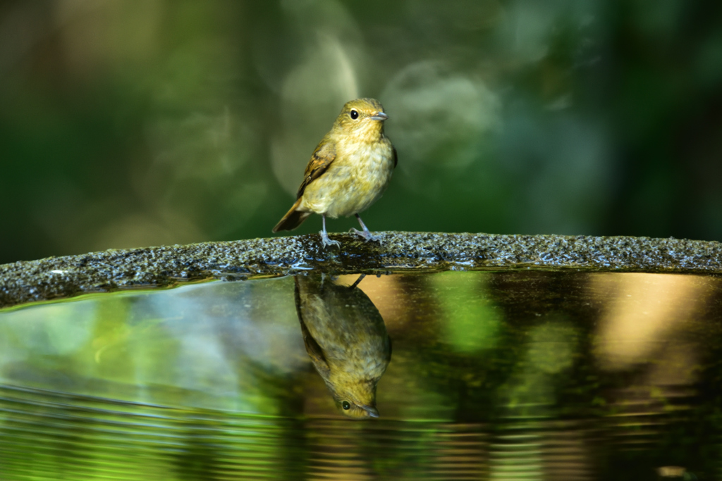 水鏡