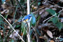 何気に可愛い青い鳥