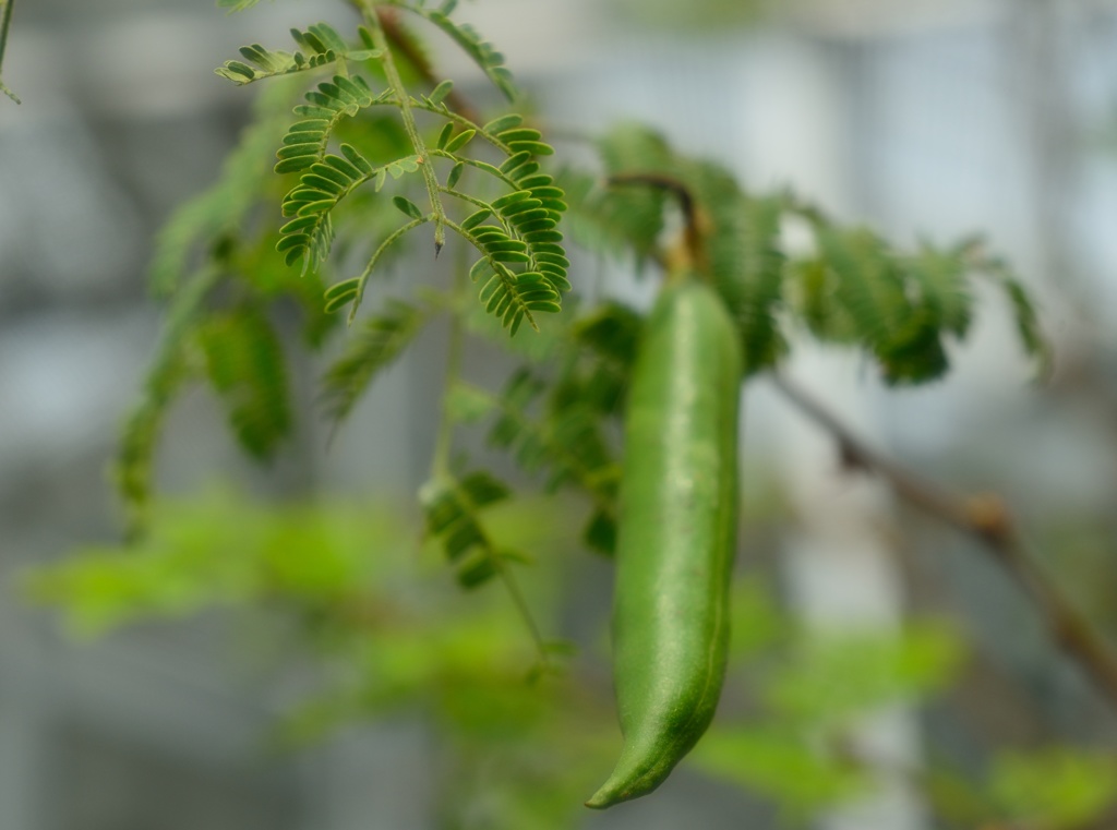 ｼﾞｬｯｸと豆の木！