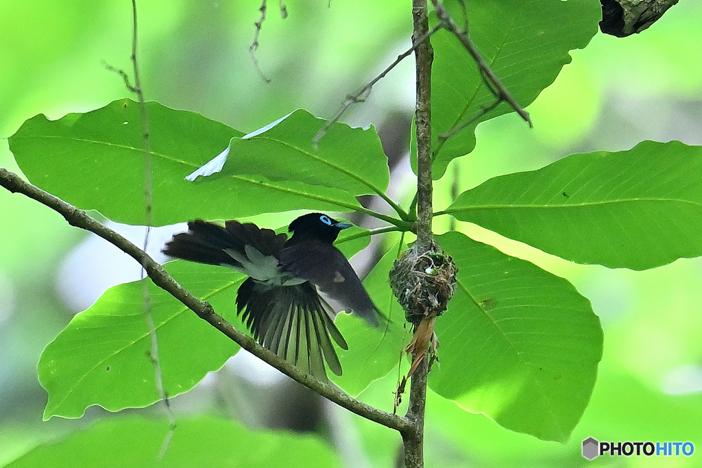 滑稽さを感じる飛翔姿