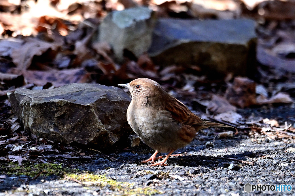 お散歩カヤクグリ