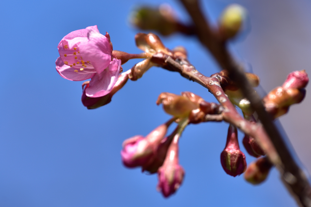 河津桜。。開きます！