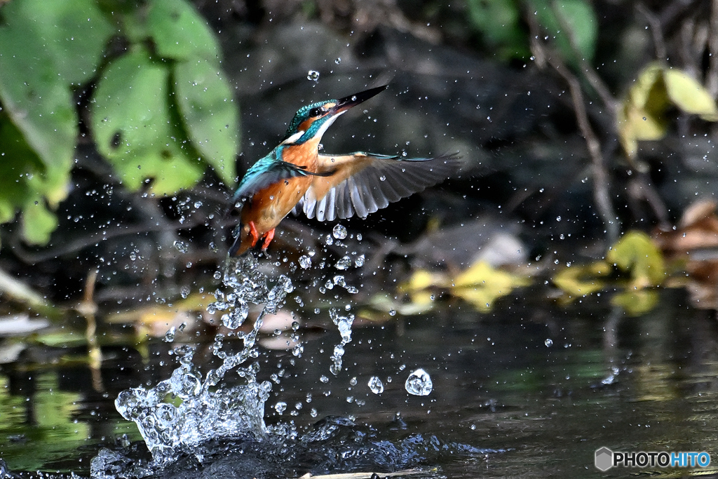 離水の飛沫Ⅱ