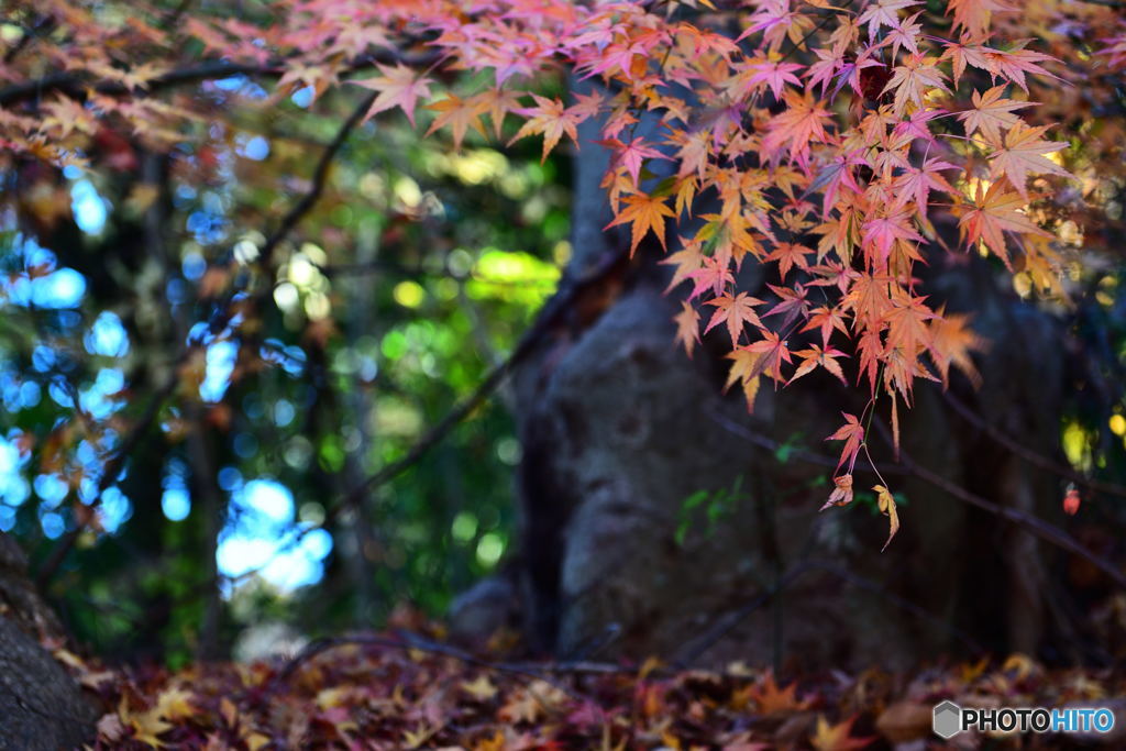 根元の華やぎ