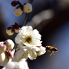 蜜蜂の季節に！