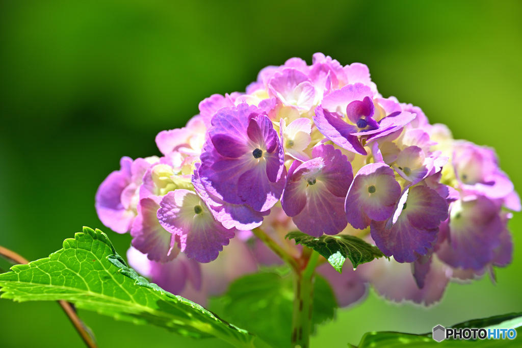 逆光に灯る紫陽花