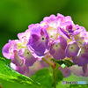 逆光に灯る紫陽花