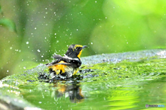 お尻プリで水浴　