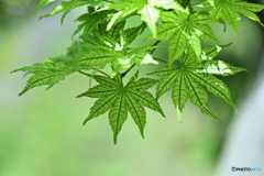 疲れ目に新緑